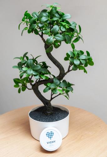 a small green plant in a white pot on a table at Résidence Jaures - Appartements design et climatisés en centre ville in Vichy