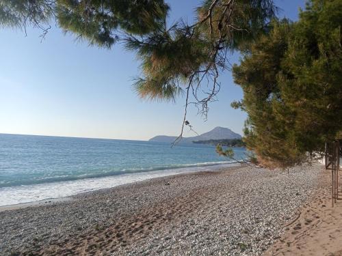 a beach with pine trees and the ocean at гостевой дом Polina2 in Gornji Sušanj