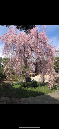 新宿庭院の屋-Shinjuku Garden Home -28 square meters king size bed garden room