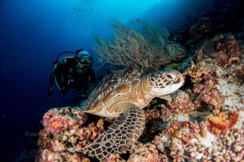 a turtle on the reef with a diver in the background at Marmora Maldives-All-inclusive guesthouse with an excursion everyday in Huraa