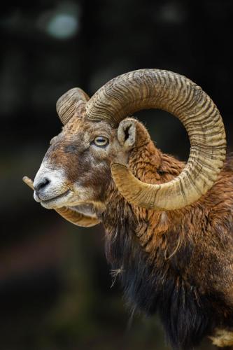 Animaux dans l'auberge ou à proximité
