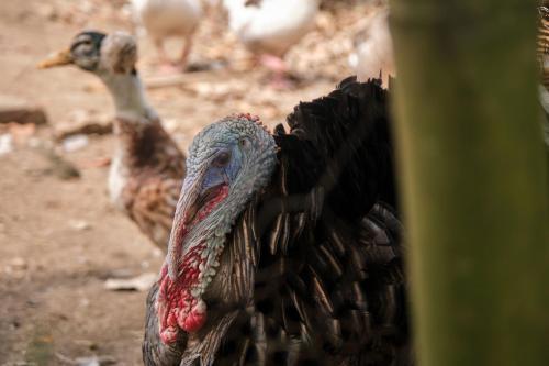 a turkey with its beak open with other birds in the background at San Jose Coffee farm in Calarcá