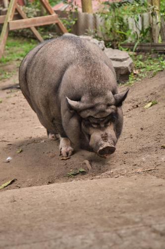 a pig is laying down on a dirt road at San Jose Coffee farm in Calarcá