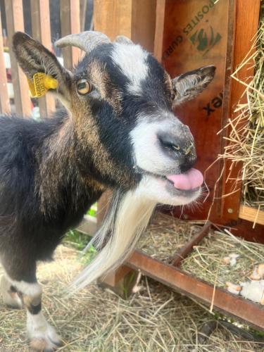 a black and white goat sticking its tongue out at Stroblhof in Vipiteno