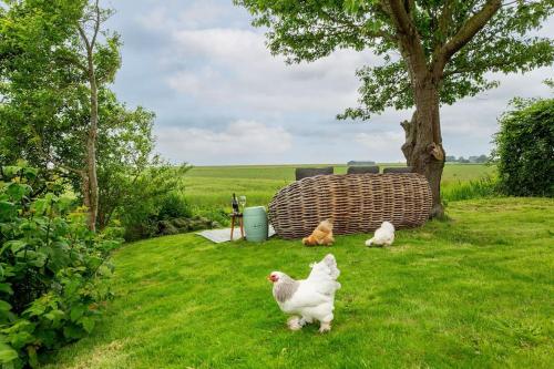 two chickens and a cat sitting in the grass at Luxe vakantiehuis in dijkboerderij in Zuid-Beijerland