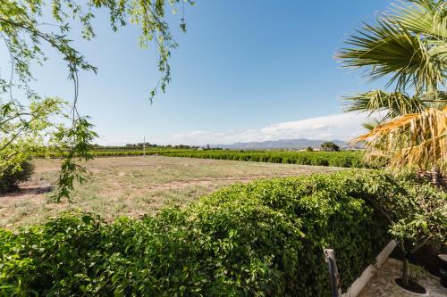 a field of vines with mountains in the background at Palm Garden Valencia in Bétera