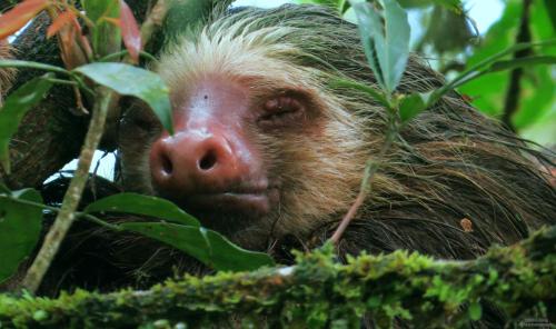 a three toed sloth in a tree at La Selva Biological Station in Sarapiquí