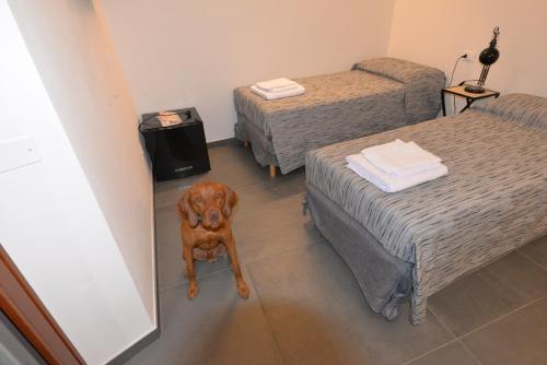 a brown dog standing in a room with two beds at Casa dei Colli in Monzambano