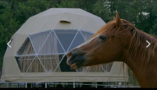 un cheval debout devant une tente dans l'établissement La cabane aux chevaux, à Varages