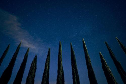 a group of palm trees against a night sky at COMO Castello Del Nero in Tavarnelle in Val di Pesa