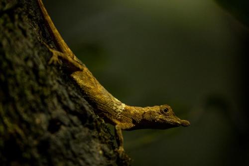 Foto sihtkohas Rattota asuva majutusasutuse Eco Vibe Resort galeriist