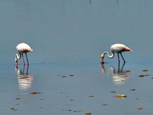 two flamingos are standing in the water at Le Cheval Blanc in Arles