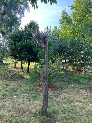 Un jardín fuera de Lake shkodra