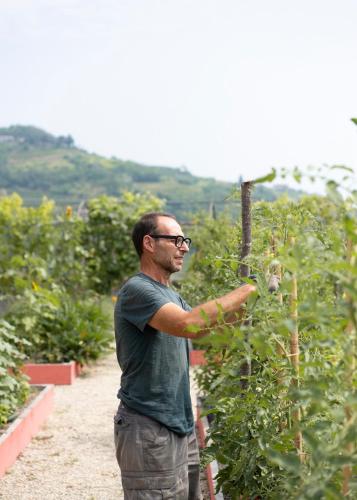 a man is standing next to a tomato plant at Vigne di Fagnano 1709 Eco Relais in Santo Stefano Belbo