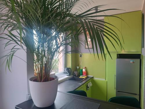 Kuchyňa alebo kuchynka v ubytovaní Apartament Długie Ogrody 2 pokojowy