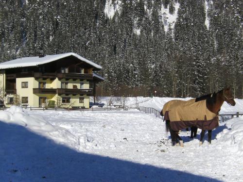 Tiere in der Pension oder in der Nähe