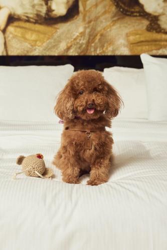 a brown dog sitting on a bed with a stuffed animal at Palacio de los Duques Gran Meliá - The Leading Hotels of the World in Madrid