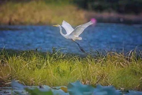 a bird flying over the grass near a body of water at U House Exclusive Retreat in Alor Gajah in Kampong Alor Gajah