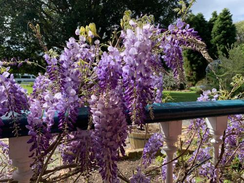 a bunch of purple flowers on a fence at Karamana Homestead (1872) in Coromandel Town
