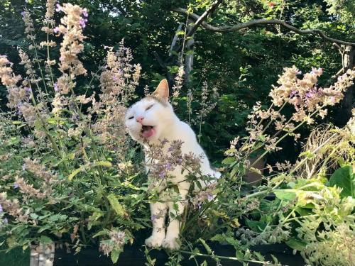 a white cat sitting in a field of flowers at Rågeleje's Oasis - Coastal Home with Wood Burning Sauna in Græsted