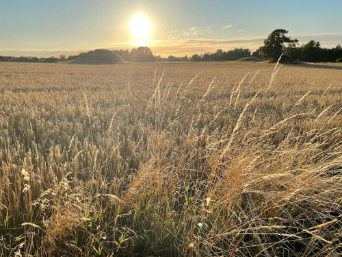 a field of tall grass with the sunset in the background at Rågeleje's Oasis - Coastal Home with Wood Burning Sauna in Græsted