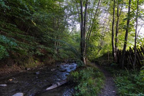 a stream in the middle of a forest with trees at Cuibul Zăganului - Relax, Sauna & SPA in Cheia