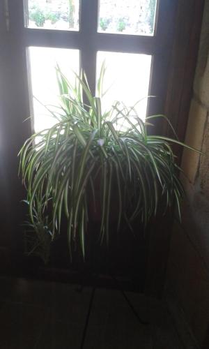 a potted plant sitting in front of a window at Casa Velarde in Torrelavega