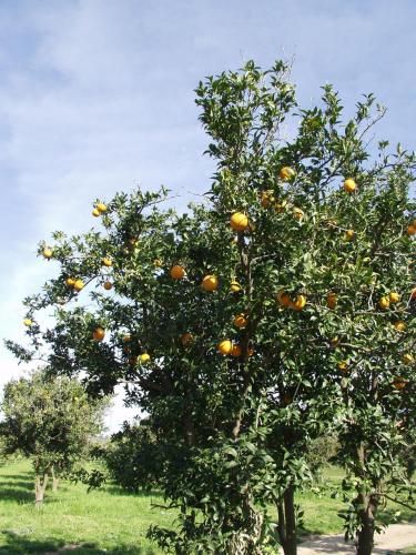 an orange tree with oranges on it in a field at Golf Club Metaponto in Metaponto