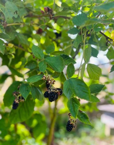 a bunch of blackberries hanging from a tree at Charme et confort en Isère in Saint-Siméon-de-Bressieux
