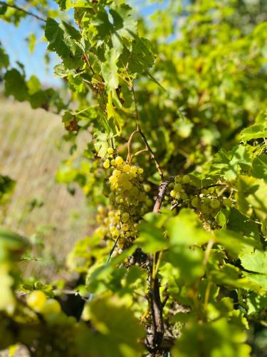 a bunch of green grapes hanging from a tree at Charme et confort en Isère in Saint-Siméon-de-Bressieux