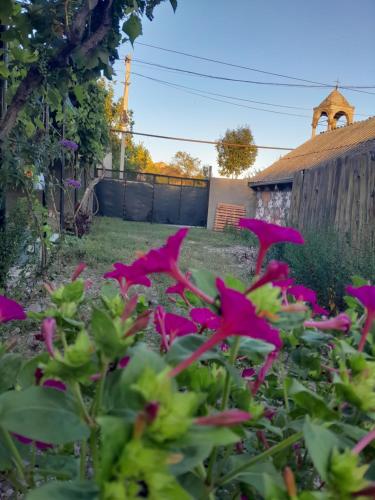 a garden with pink flowers in a yard at Akhaltsikhe hotel “Sunny House” in Akhaltsikhe
