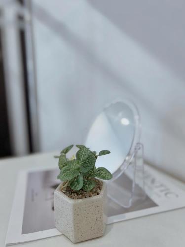a potted plant sitting on top of a table at 80m2, 3BR apt - cozy & peaceful - City Center in Hai Phong