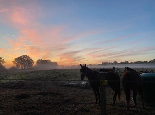 a group of horses standing in a field at sunset at Domaine Les Bruyères in Autry-le-Châtel