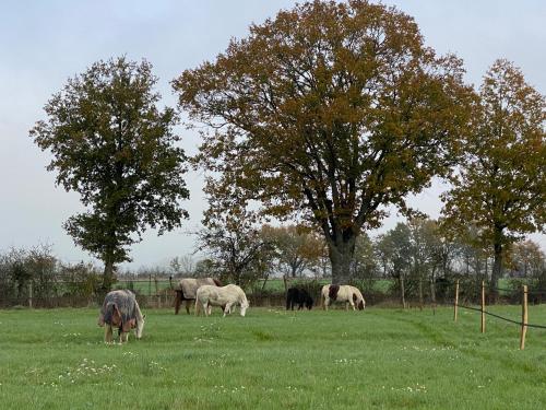 a group of horses grazing in a field at Domaine Les Bruyères in Autry-le-Châtel