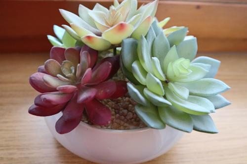 two succulent plants in a white bowl on a table at Landhaus-Appartements Warraich in Schladming