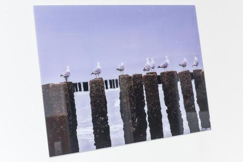 eine Gruppe von Vögeln, die auf einem Zaun sitzen in der Unterkunft Ferienwohnung Haus Boje "Strandläufer" in Neuharlingersiel