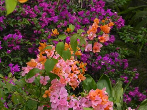 a bunch of pink and orange flowers in a garden at Fare Arana Mooréa Guesthouse in Atiha