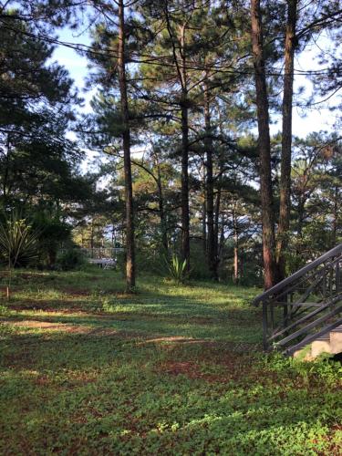 a park bench sitting in the grass near trees at Smiling Pine Dalat in Ấp Man Ling