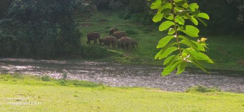 a herd of elephants standing next to a river at Forestscape Resort Munnar in Munnar