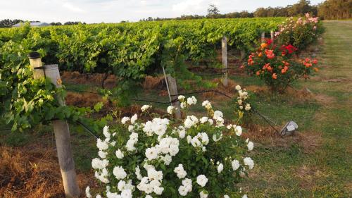 a row of flowers in a vineyard at Stanthorpe Heritage Estate in Dalveen
