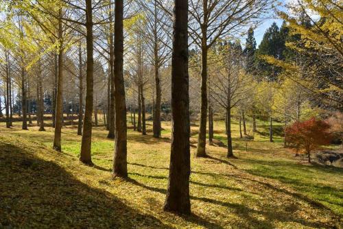 Un jardín fuera de 大自然の中で満天の星空体験