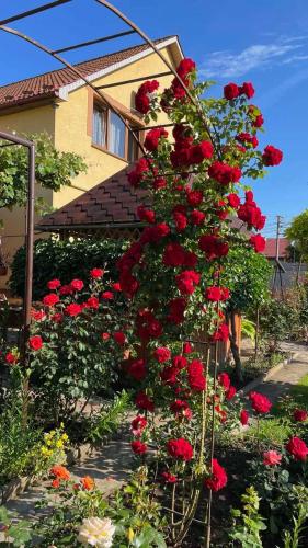 a bush of red roses in front of a house at Квітковий двір in Golubinoye