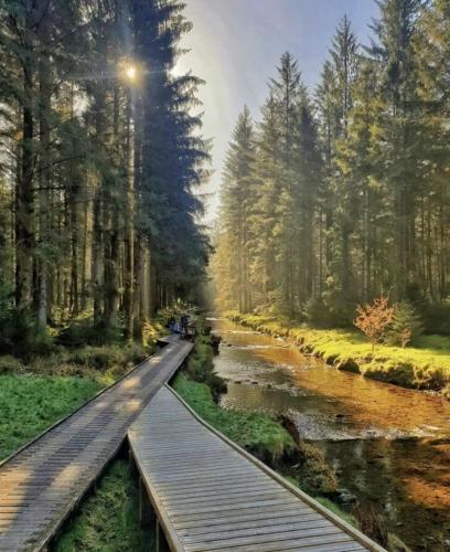 a wooden bridge over a river in a forest at Llanidloes Townhouse-pet-friendly-sleeps 7-Mid Wales in Llanidloes