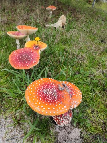 a group of orange and red mushrooms in the grass at Rilhadas Casas de Campo in Fafe