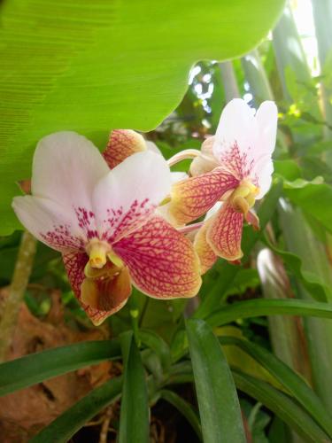 three pink and white orchid flowers on a plant at Hidden Tourist Inn in Abu