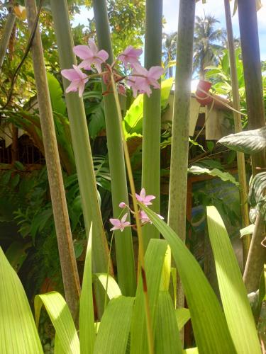 a bunch of green plants with pink flowers on them at Hidden Tourist Inn in Abu