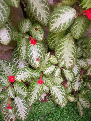 a group of green plants with red flowers at Hidden Tourist Inn in Abu