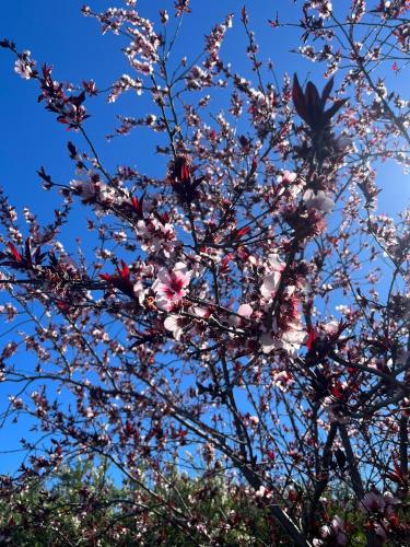 Zulia Suites, Masca, Teide, Los Gigantes, Excursions, AC, Wifi-4