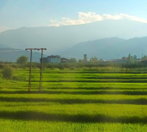 a field of green grass with mountains in the background at Mountain Majesty in Khor