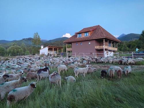 a large herd of sheep in a field in front of a house at La poale de munte in Vistisoara